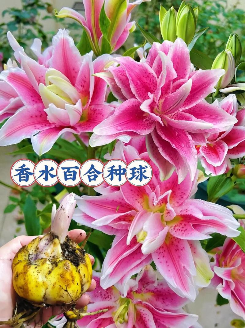 百合花怎么养殖，百合花怎么养殖方法和注意事项视频？-第6张图片-优品飞百科