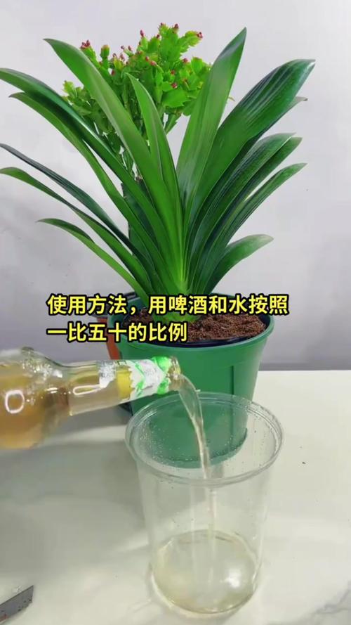 花肥不如这种“废料”，花肥有用吗-第5张图片-优品飞百科