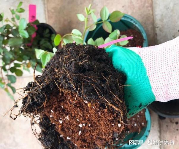 花肥不如这种“废料”，花肥有用吗-第6张图片-优品飞百科