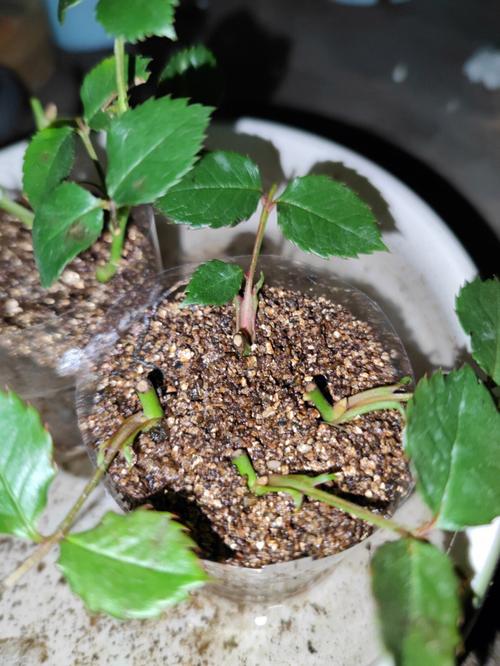 3种月季扦插方法？月季扦插的几种方法？