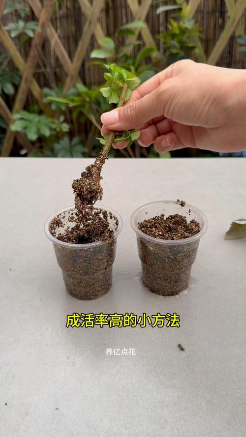 3种月季扦插方法?月季扦插的几种方法?-第2张图片-优品飞百科 3种月季扦插方法?月季扦插的几种方法?-第2张图片-优品飞百科