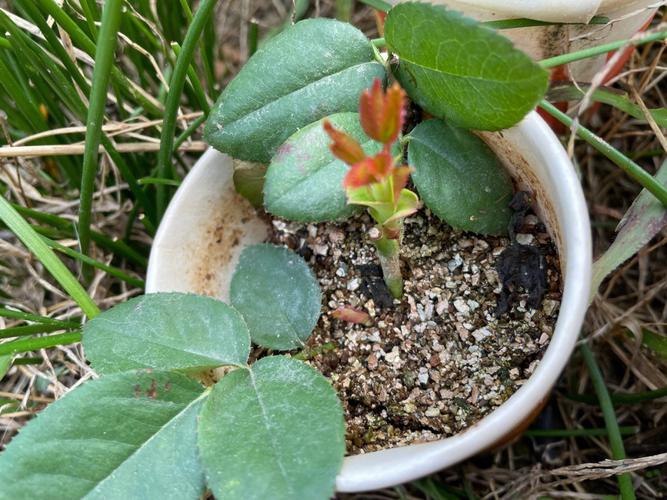 3种月季扦插方法?月季扦插的几种方法?-第3张图片-优品飞百科 3种月季扦插方法?月季扦插的几种方法?-第3张图片-优品飞百科