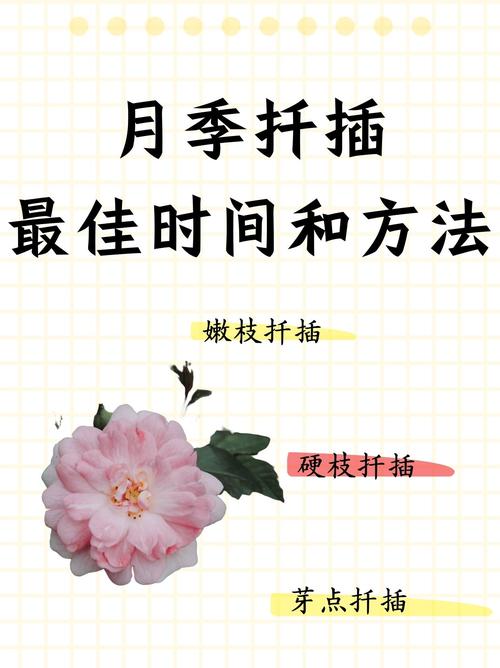 3种月季扦插方法?月季扦插的几种方法?-第5张图片-优品飞百科 3种月季扦插方法?月季扦插的几种方法?-第5张图片-优品飞百科