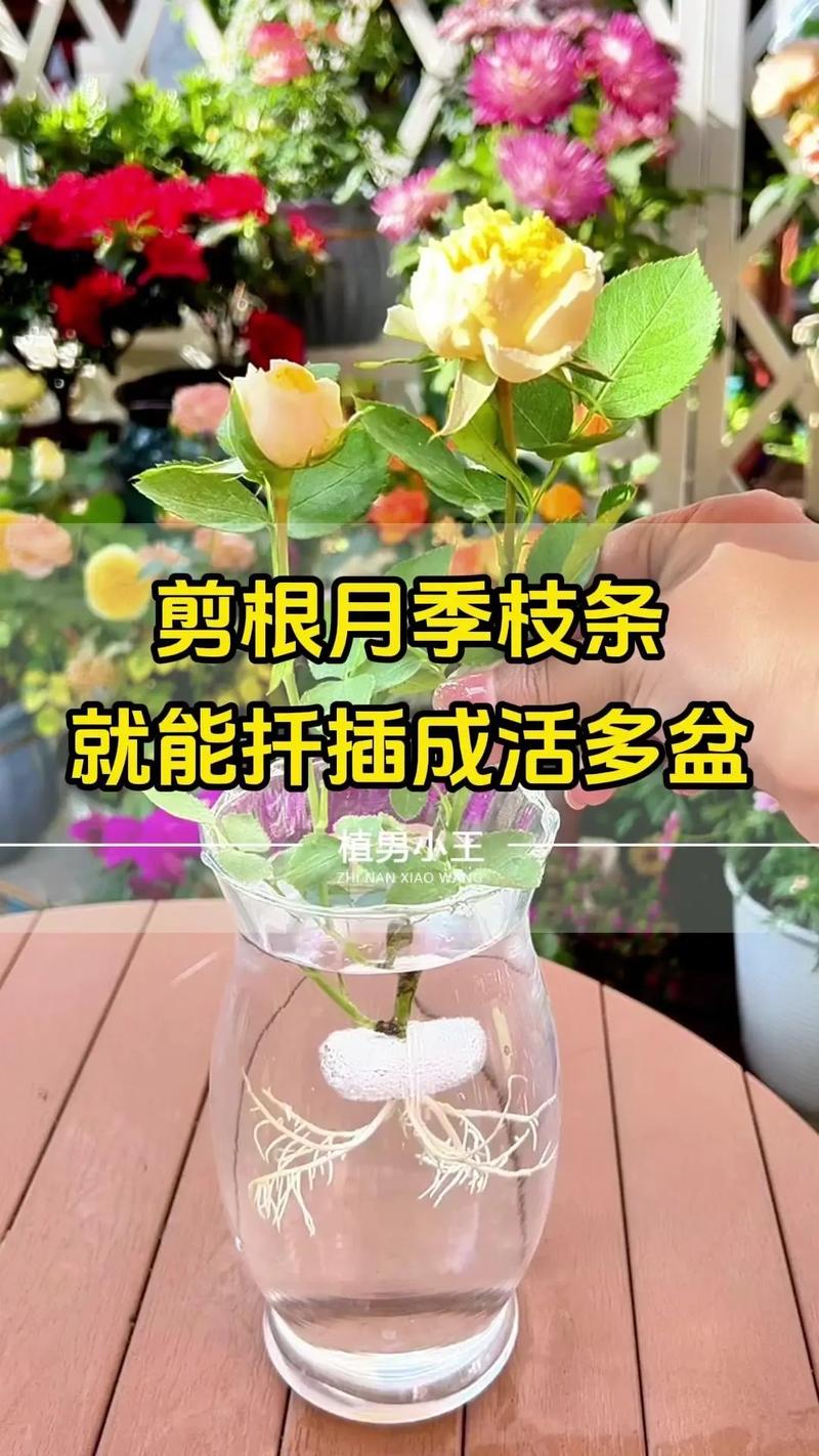 3种月季扦插方法?月季扦插的几种方法?-第6张图片-优品飞百科 3种月季扦插方法?月季扦插的几种方法?-第6张图片-优品飞百科