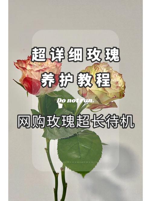 玫瑰花修剪方法及技术，玫瑰花修剪方法图解春天？