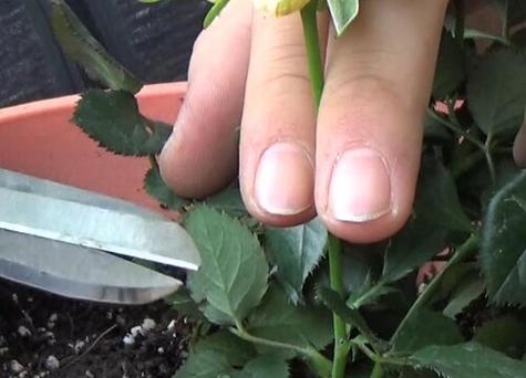 玫瑰花修剪方法及技术,玫瑰花修剪方法图解春天?-第4张图片-优品飞百科 玫瑰花修剪方法及技术,玫瑰花修剪方法图解春天?-第4张图片-优品飞百科