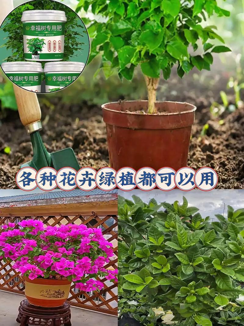 幸福树用什么肥料比较好，幸福树用什么肥料方便又简单？