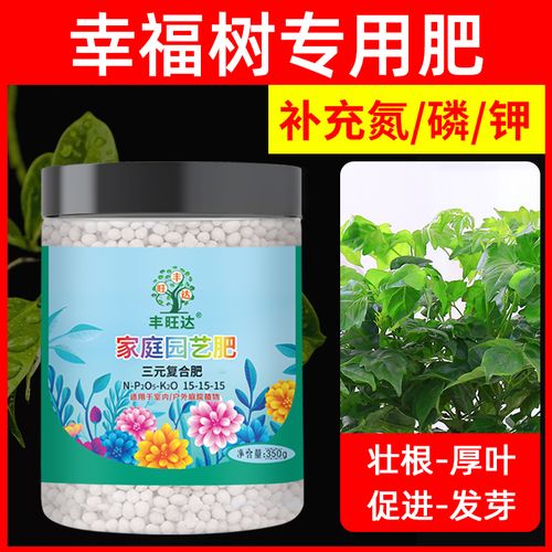 幸福树用什么肥料比较好，幸福树用什么肥料方便又简单？-第2张图片-优品飞百科