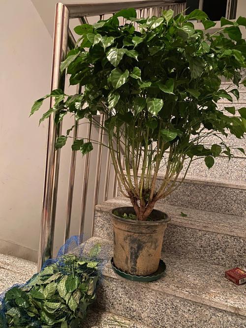 幸福树用什么肥料比较好，幸福树用什么肥料方便又简单？-第3张图片-优品飞百科