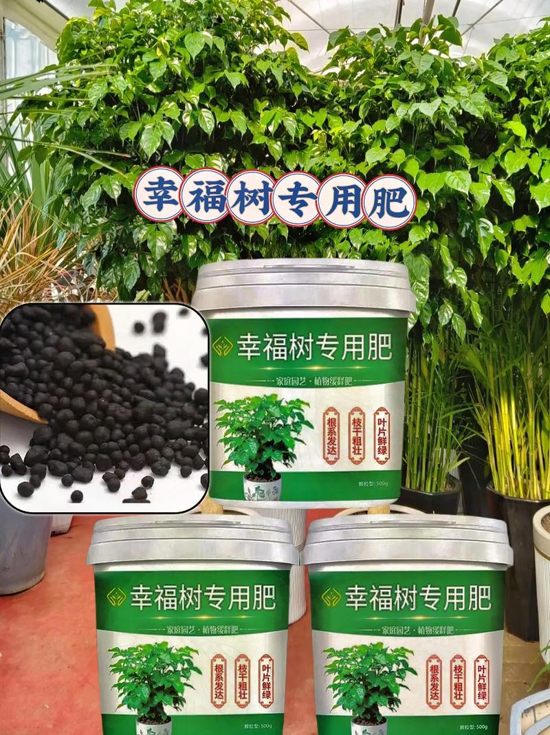 幸福树用什么肥料比较好，幸福树用什么肥料方便又简单？-第4张图片-优品飞百科