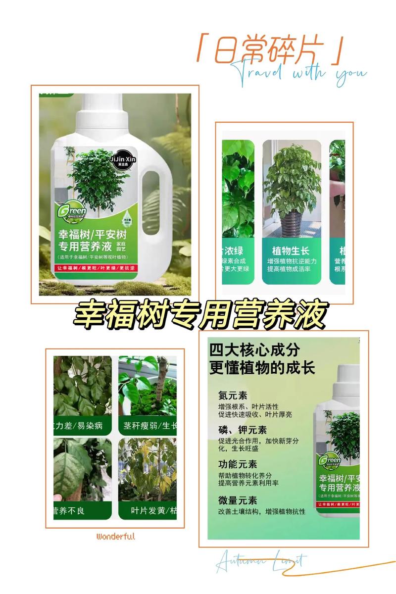 幸福树用什么肥料比较好，幸福树用什么肥料方便又简单？-第5张图片-优品飞百科