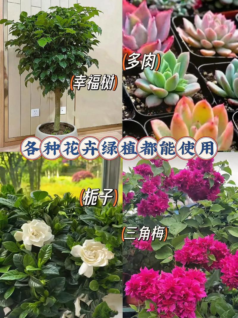 幸福树用什么肥料比较好，幸福树用什么肥料方便又简单？-第6张图片-优品飞百科