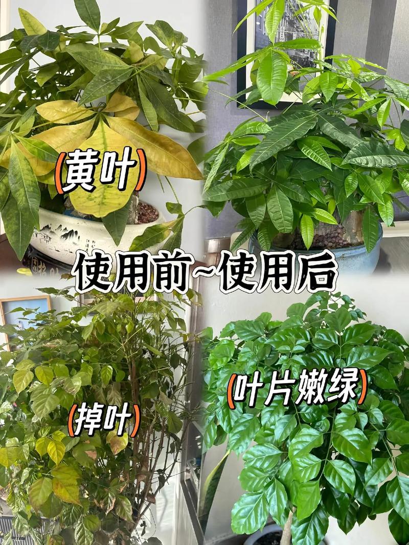 幸福树用什么肥料比较好，幸福树用什么肥料方便又简单？-第7张图片-优品飞百科
