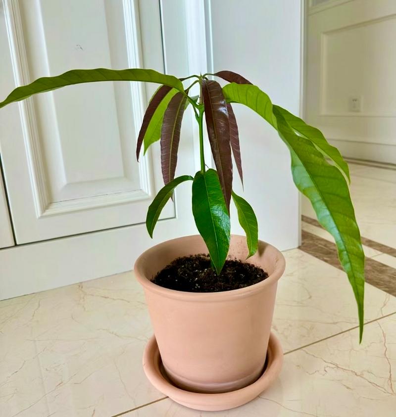 芒果盆景怎么养，芒果盆景的种植方法-第2张图片-优品飞百科
