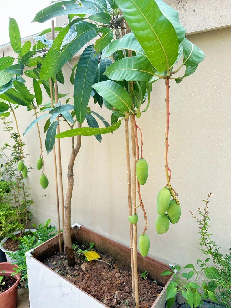 芒果盆景怎么养，芒果盆景的种植方法-第3张图片-优品飞百科