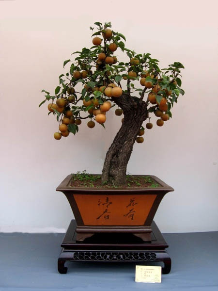 芒果盆景怎么养，芒果盆景的种植方法-第5张图片-优品飞百科