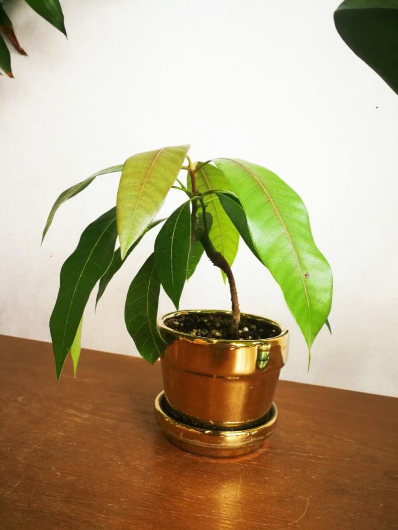 芒果盆景怎么养，芒果盆景的种植方法-第6张图片-优品飞百科