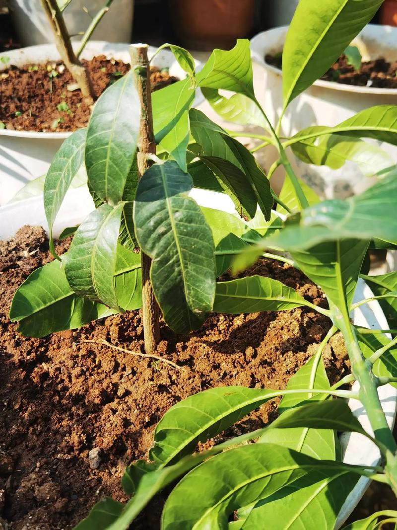 芒果盆景怎么养，芒果盆景的种植方法-第7张图片-优品飞百科