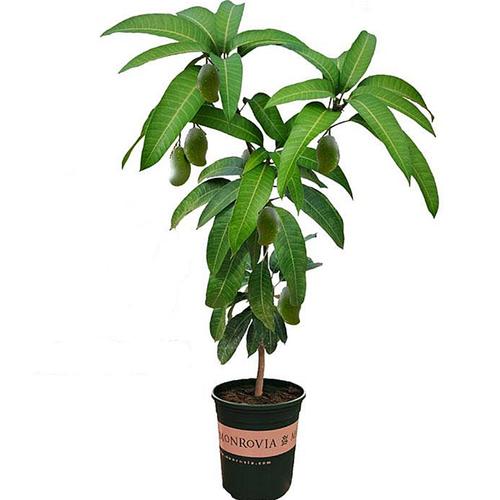 芒果盆景怎么养，芒果盆景的种植方法-第8张图片-优品飞百科