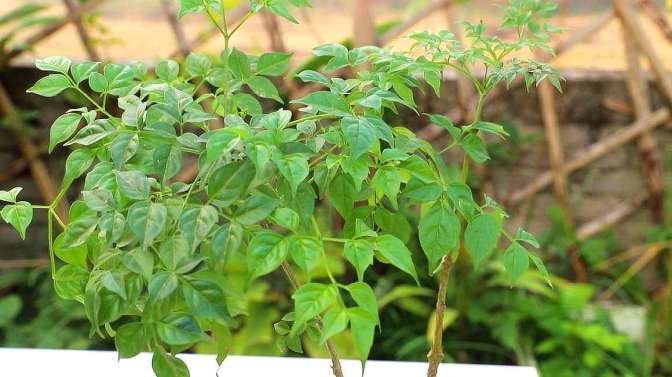 怎么让幸福树爆新芽？怎样让幸福树在树干上多发芽？