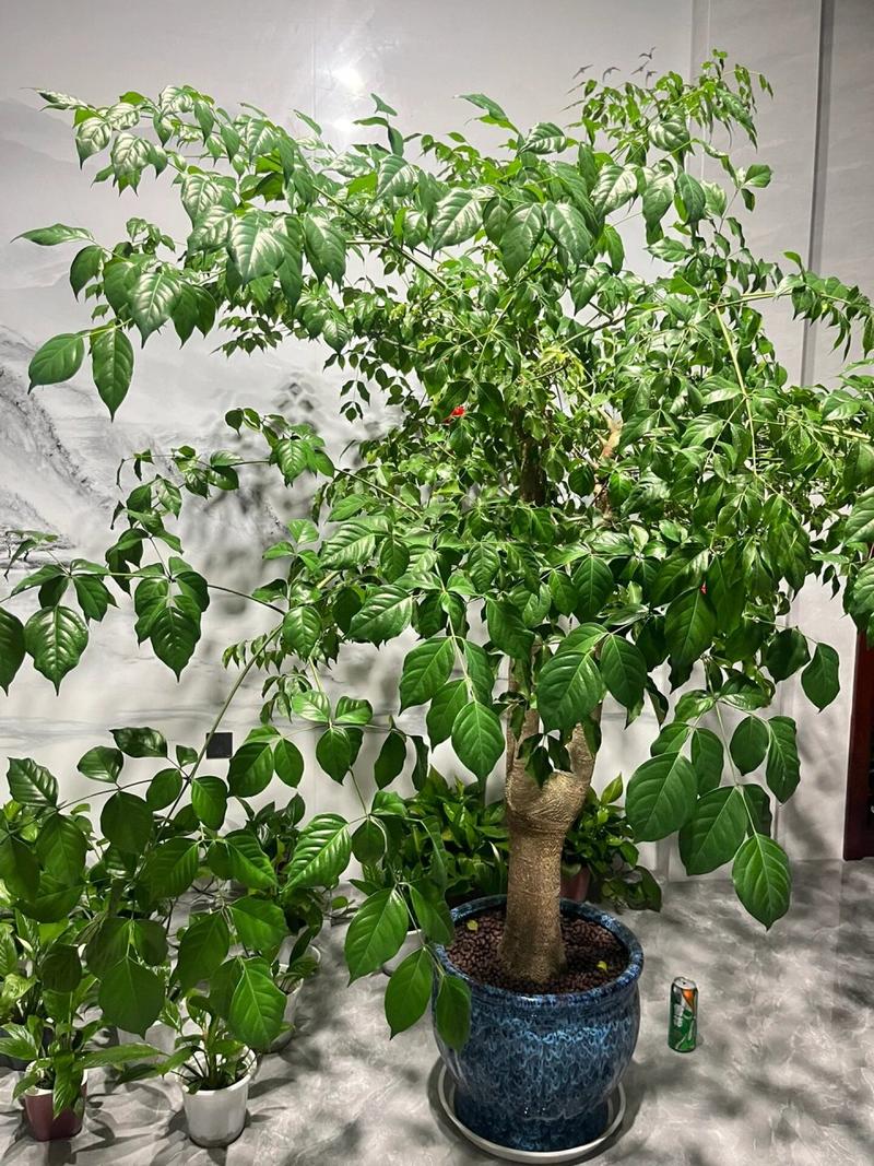 怎么让幸福树爆新芽？怎样让幸福树在树干上多发芽？-第2张图片-优品飞百科