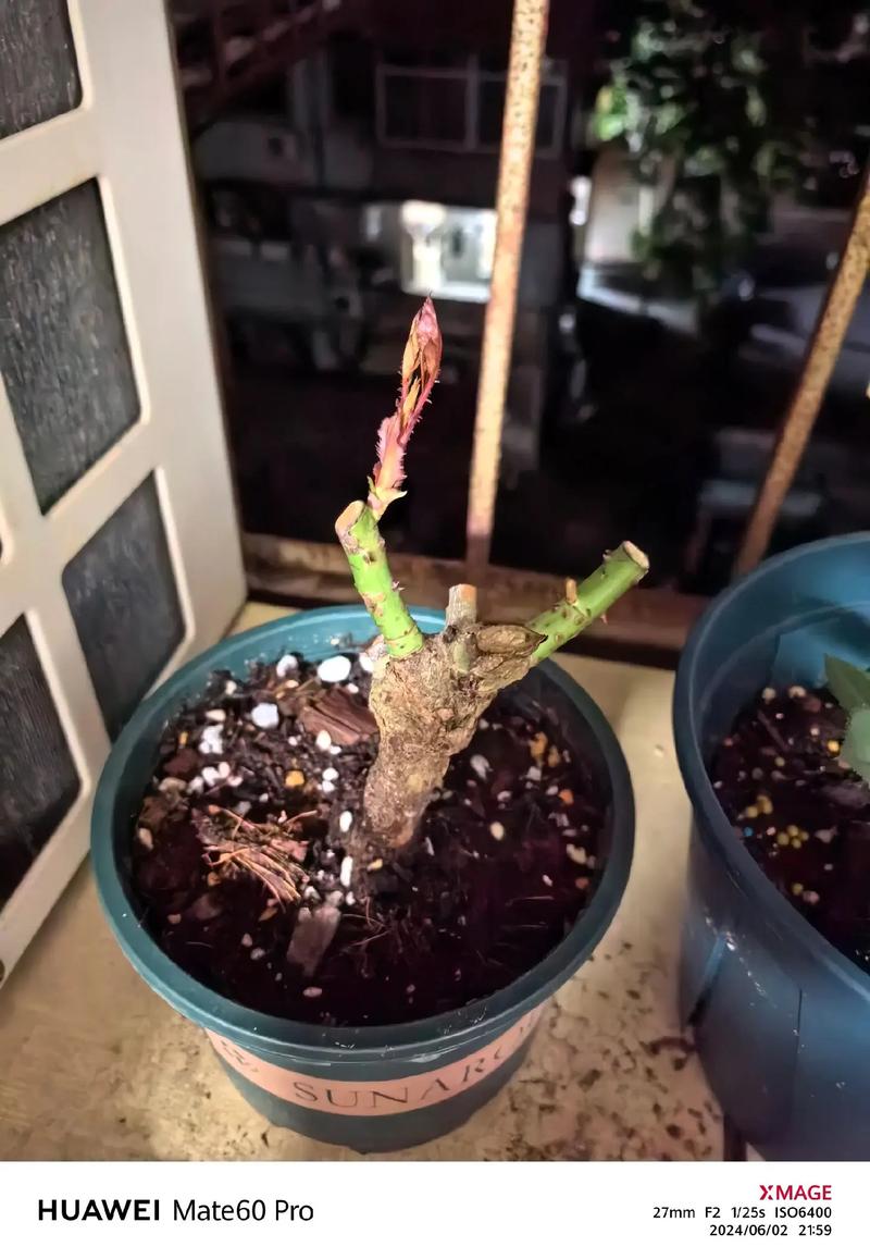 怎么让幸福树爆新芽？怎样让幸福树在树干上多发芽？-第3张图片-优品飞百科