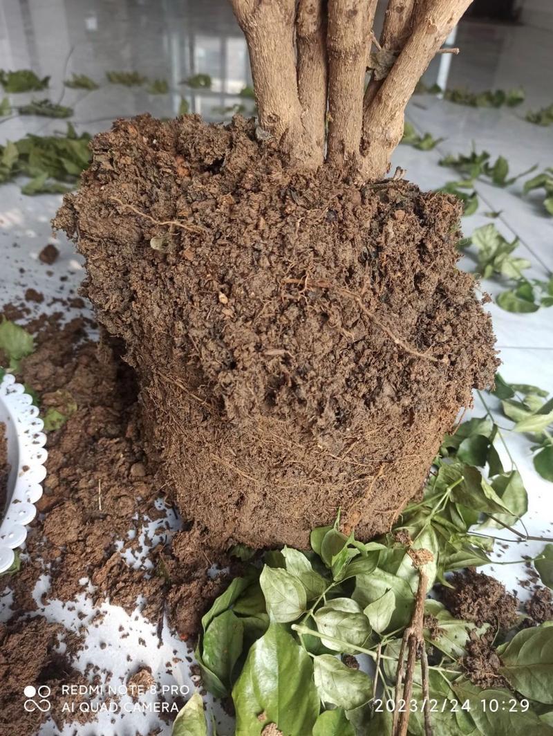 怎么让幸福树爆新芽？怎样让幸福树在树干上多发芽？-第4张图片-优品飞百科