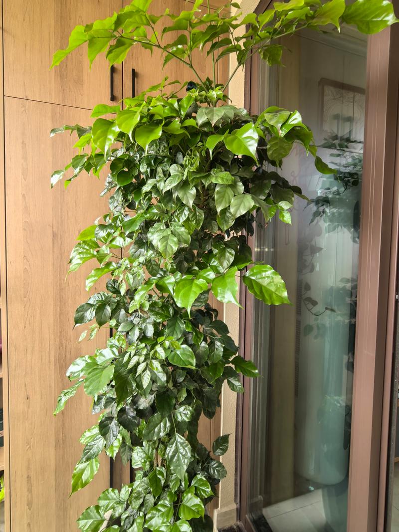 怎么让幸福树爆新芽？怎样让幸福树在树干上多发芽？-第5张图片-优品飞百科