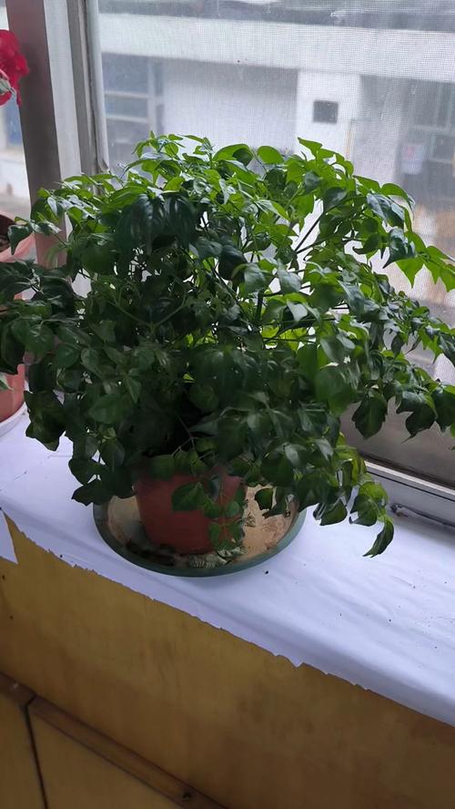 怎么让幸福树爆新芽？怎样让幸福树在树干上多发芽？-第6张图片-优品飞百科