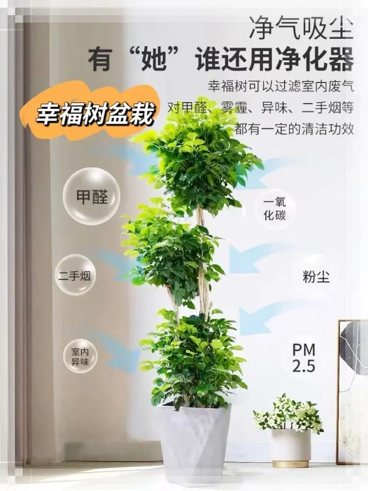 怎么让幸福树爆新芽？怎样让幸福树在树干上多发芽？-第7张图片-优品飞百科