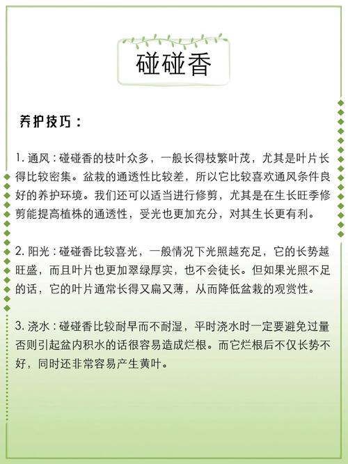 碰碰香怎么修剪，碰碰香怎么修剪才能长成小树