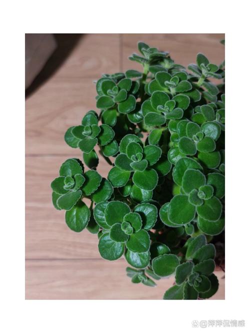 碰碰香怎么修剪，碰碰香怎么修剪才能长成小树-第2张图片-优品飞百科