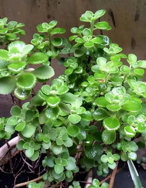 碰碰香怎么修剪，碰碰香怎么修剪才能长成小树-第3张图片-优品飞百科