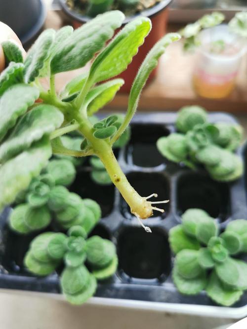 碰碰香怎么修剪，碰碰香怎么修剪才能长成小树-第5张图片-优品飞百科