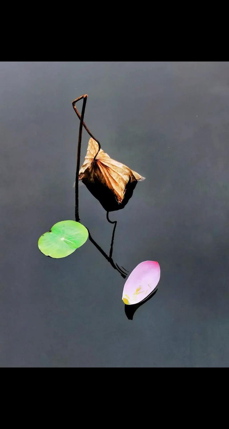 莲花需要修剪吗，莲花需要土吗?-第2张图片-优品飞百科