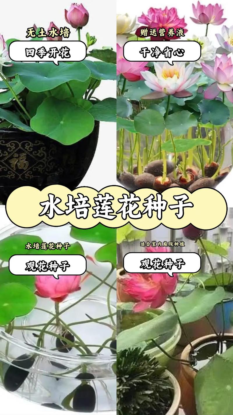 莲花需要修剪吗，莲花需要土吗?-第3张图片-优品飞百科