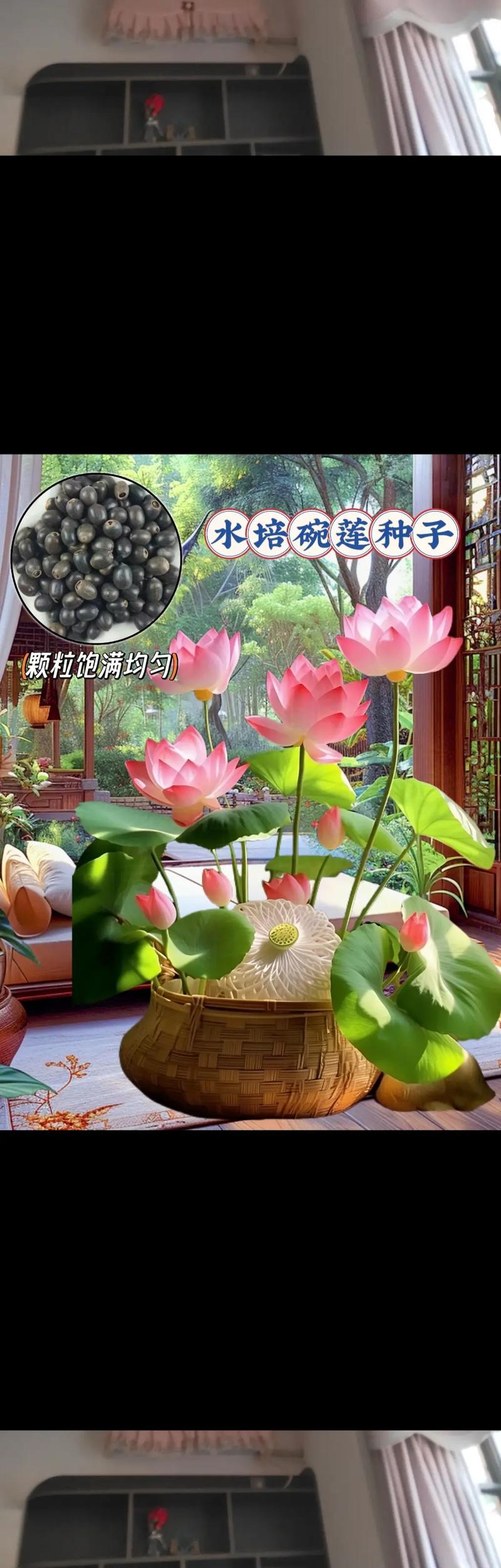 莲花需要修剪吗，莲花需要土吗?-第4张图片-优品飞百科