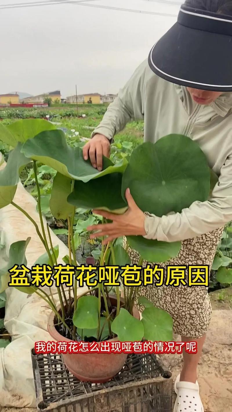 莲花需要修剪吗，莲花需要土吗?-第6张图片-优品飞百科