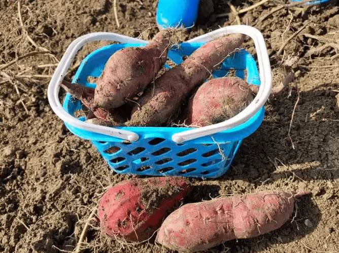 美冠兰怎么施肥，美冠兰怎么施肥比较好