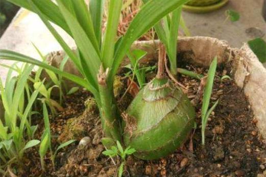 美冠兰怎么施肥，美冠兰怎么施肥比较好-第2张图片-优品飞百科