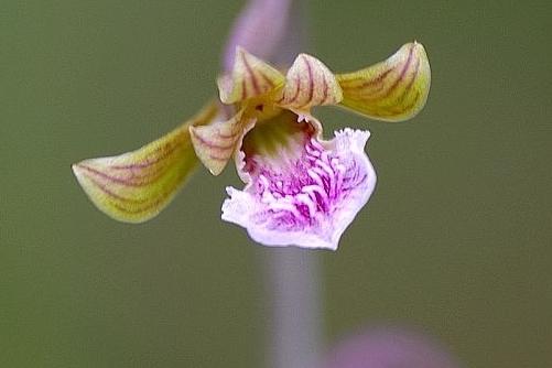 美冠兰怎么施肥，美冠兰怎么施肥比较好-第3张图片-优品飞百科