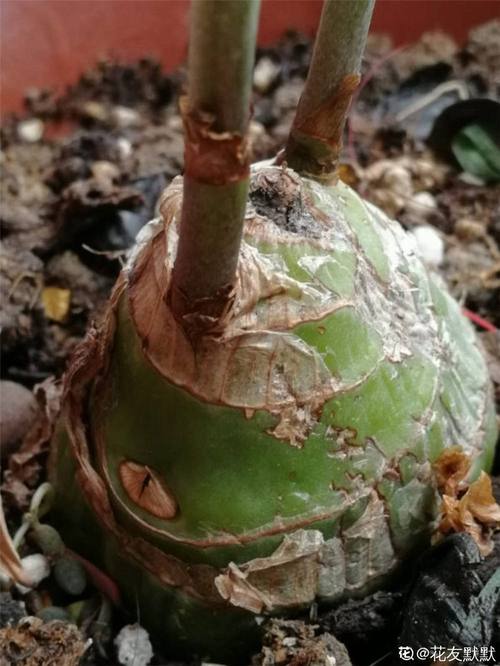 美冠兰怎么施肥，美冠兰怎么施肥比较好-第5张图片-优品飞百科