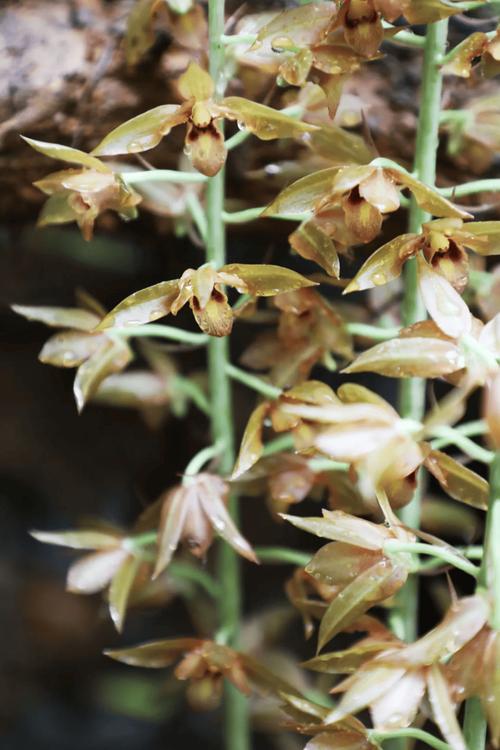 美冠兰怎么施肥，美冠兰怎么施肥比较好-第4张图片-优品飞百科