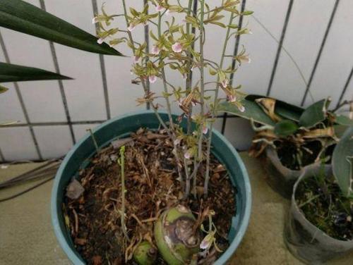 美冠兰怎么施肥，美冠兰怎么施肥比较好-第7张图片-优品飞百科