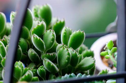 碧雷鼓换盆时间，碧雷鼓怎样浇水-第2张图片-优品飞百科