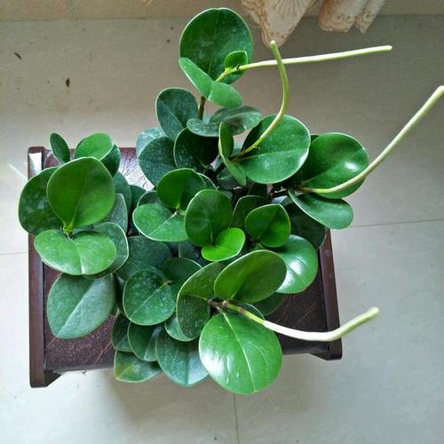 碧雷鼓换盆时间，碧雷鼓怎样浇水-第3张图片-优品飞百科