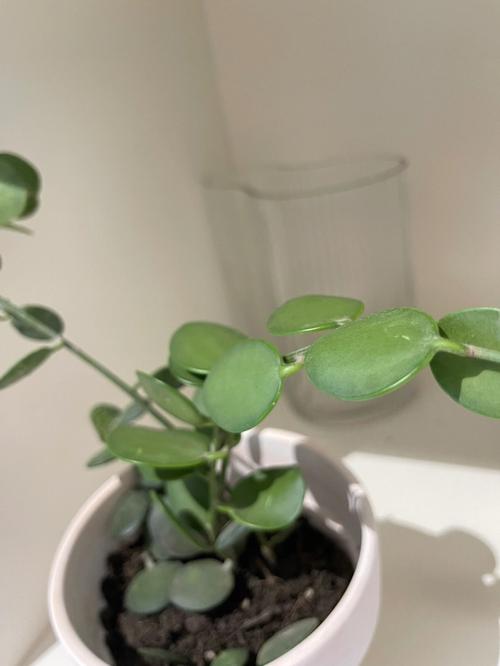 碧雷鼓换盆时间，碧雷鼓怎样浇水-第4张图片-优品飞百科