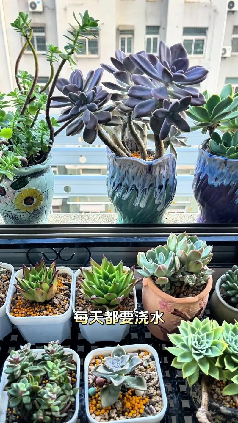 多肉绿豆怎么养，多肉绿豆怎么养护和浇水？