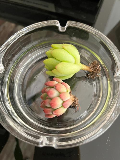 多肉绿豆怎么养，多肉绿豆怎么养护和浇水？-第2张图片-优品飞百科