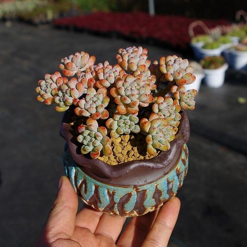 多肉绿豆怎么养，多肉绿豆怎么养护和浇水？-第3张图片-优品飞百科